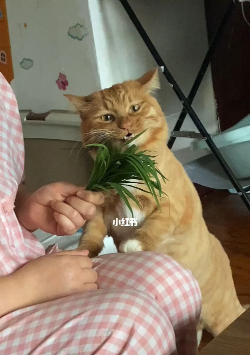 猫咪为什么会吃草（探究宠物猫咪吃草的原因和影响）