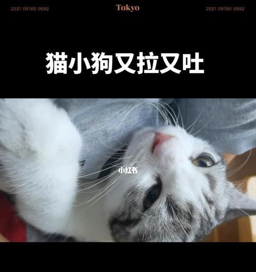 宠物猫咪的饮食健康（猫咪吃得少会拉稀的原因及如何调理）