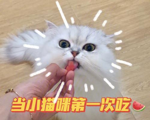 猫咪为什么吃东西时会抖（探究猫咪抖动行为的原因及如何解决）