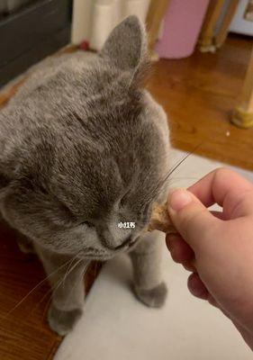 猫咪吃鸡骨头该如何应对（宠物健康食品安全知识分享）