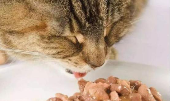 宠物猫咪食物引发的拉稀问题（解决宠物猫咪拉稀问题的终极方法）