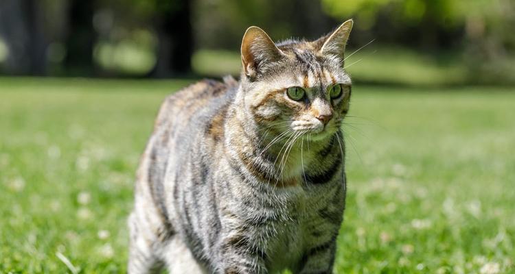 猫咪的免疫力增强攻略（从宠物日常护理到食物搭配）