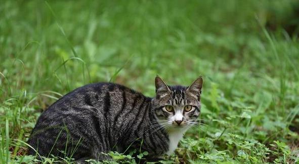 猫咪毛长得好的秘密（宠物喜爱的食物与正确的护理方式）