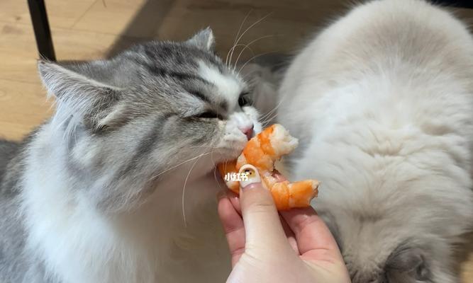 宠物猫不应该吃虾（虾对猫咪健康的影响及替代食品）