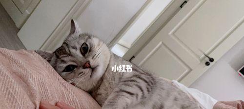 猫咪喘怎么办（掌握救援技巧）