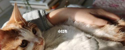 猫咪喘怎么办（掌握救援技巧）