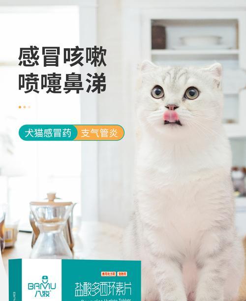 猫咪不能吃的食物大揭秘（以消炎药为例）