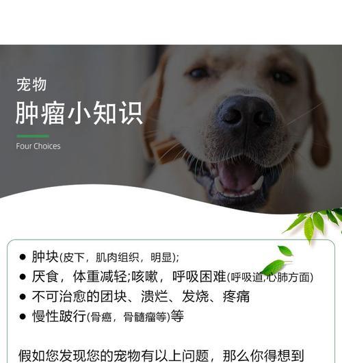 宠物肿瘤的治疗方法（以猫咪得了肿瘤为例）