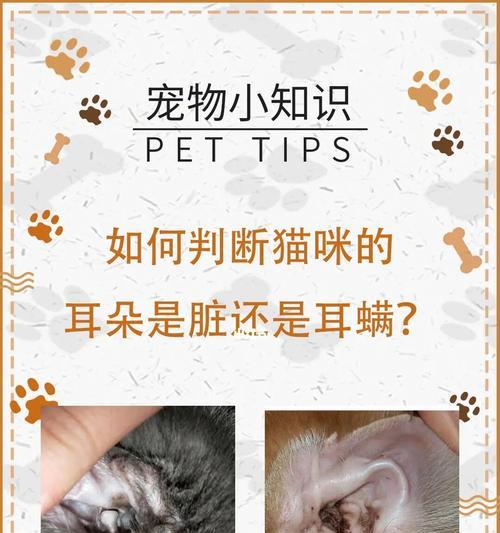 猫咪耳螨的严重治疗方法（用药治疗是最有效的解决办法）