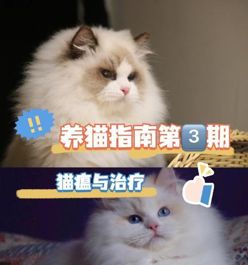 猫咪发烧是否会引起身体炎症（探讨猫咪发烧对身体健康的影响）