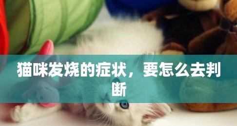 猫咪发烧治疗全攻略（宠物养护必备）