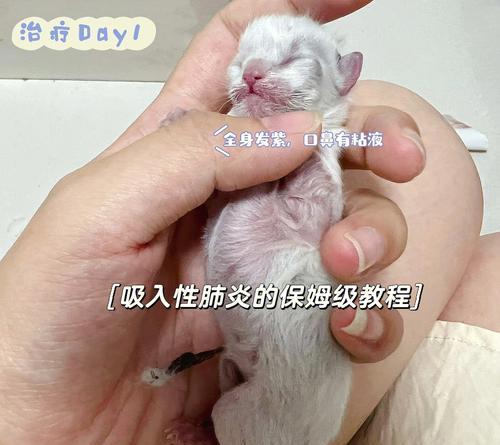 宠物猫咪肺炎（重视猫咪呼吸道健康）