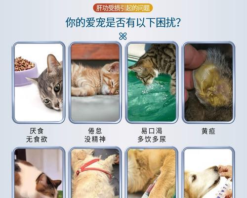 猫咪肝病症状传染人？解析猫咪肝病症状与传染性