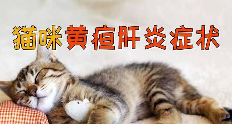 探究猫咪肝炎的成因与预防