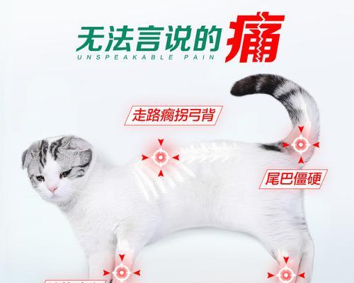 探讨猫咪关节炎治疗方法（以药物治疗为主）