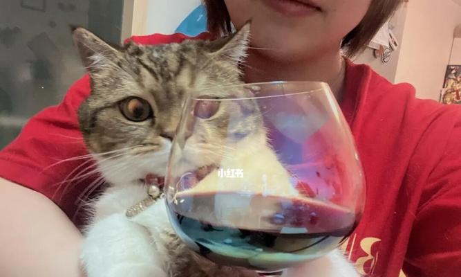 宠物猫喝啤酒危害多大（酒量小可爱）