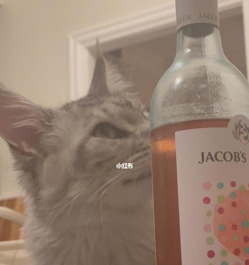 宠物猫喝啤酒危害多大（酒量小可爱）