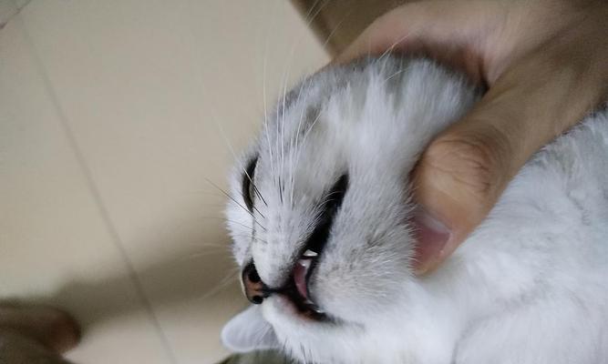 揭秘猫咪黑下巴的真相（如何选用适合猫咪的治疗药物）