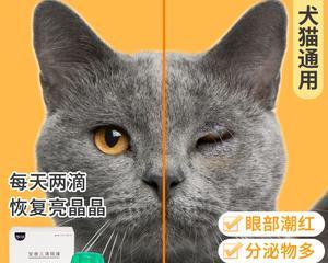 猫咪喉咙发炎怎么办（宠物健康一定要重视）