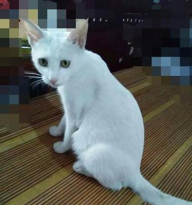 猫咪怀孕数量取决于什么（探究宠物猫咪怀孕数量的关键因素）