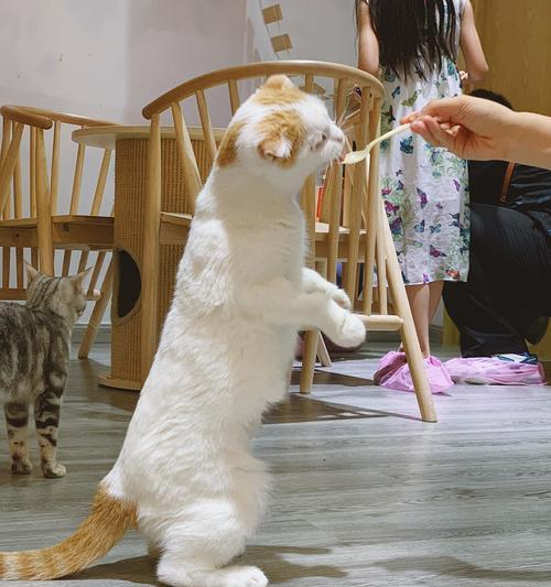 猫咪怀孕期间不爱吃饭怎么办（宠物猫的营养需求和饮食习惯分析）