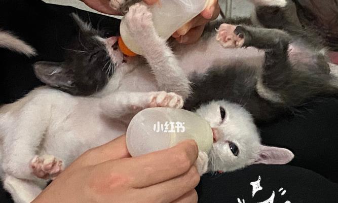 猫咪怀孕可以喝牛奶吗（了解猫咪怀孕期的饮食需求和禁忌）