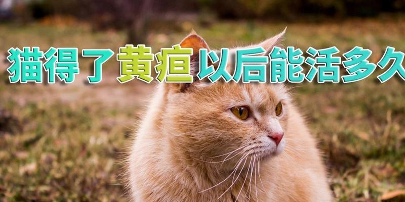 小猫咪为什么会出现黄疸（原因）