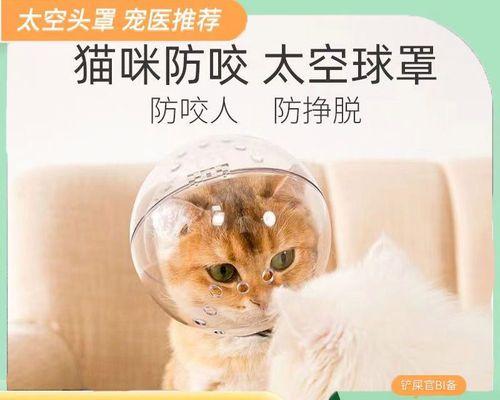 猫咪嚼不动食物怎么办（宠物健康保障）