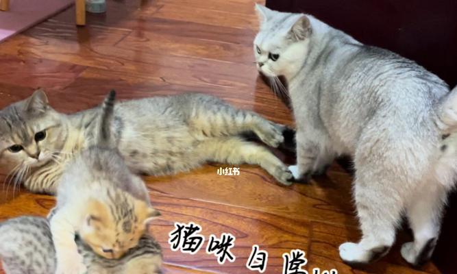 猫咪扭伤脚，如何选择适合的药物治疗（以宠物为主）