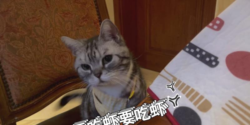 猫咪可以吃生虾吗（宠物饮食安全）