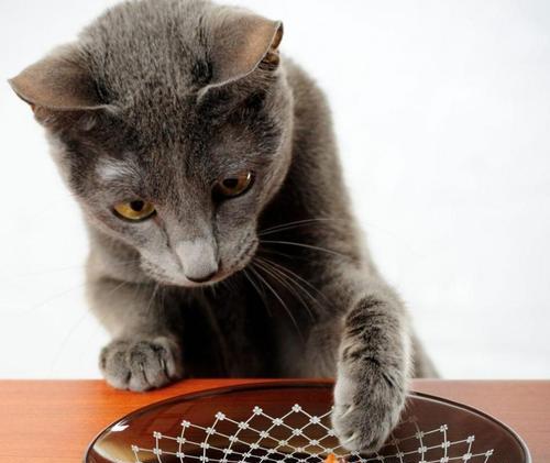 猫咪可以吃生虾吗（宠物饮食安全）