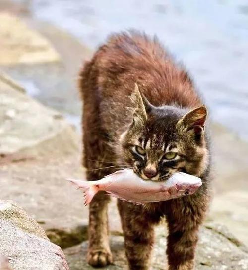 猫咪可以吃有刺的鱼吗（了解猫咪的饮食习惯及适宜食用的有刺鱼类）