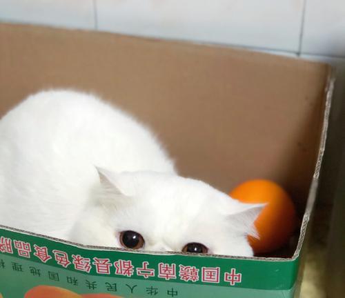 猫咪的饮食指南（喂猫咪吃什么）