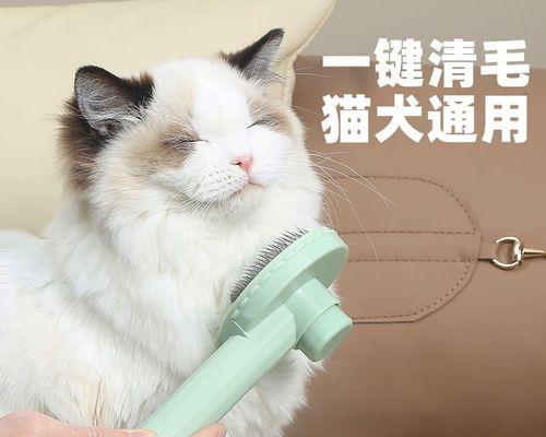 猫咪美容必备（猫咪的健康需要从梳理开始）