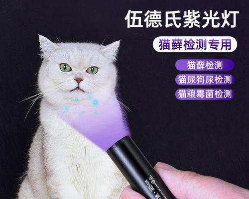 猫咪如何乘坐汽车（掌握技巧让宠物更舒适）