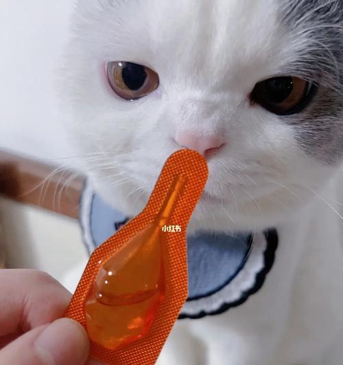 如何驱虫治疗猫咪拉肚子（宠物护理的必备知识）