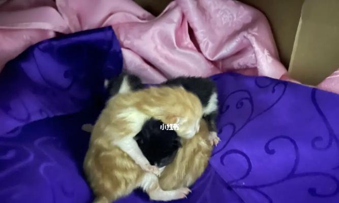 猫咪拉屎为什么会硬（探究宠物猫咪的肠道健康问题）