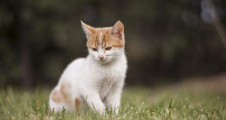 猫咪老舔衣服，这到底是怎么了（揭开猫咪老舔衣服的真相）