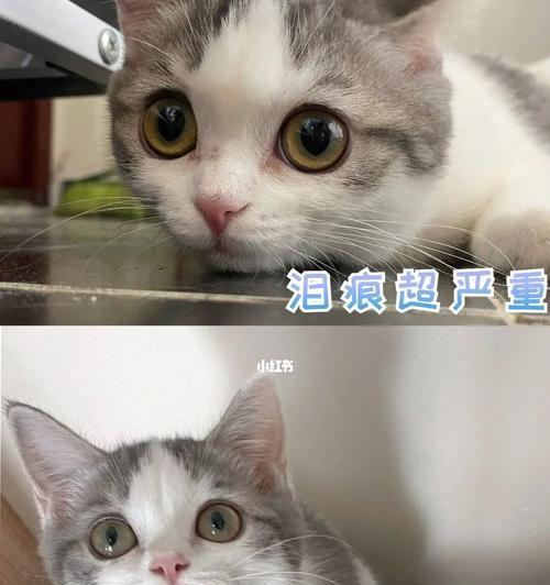 神奇的清洁秘笈——猫咪泪痕去除攻略（宠物家长必备）