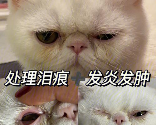 宠物猫咪的泪痕去除方法（从根源入手）