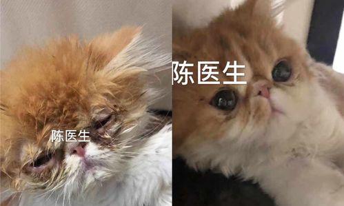 猫咪流鼻涕，你需要知道的一切（猫咪的感冒症状）