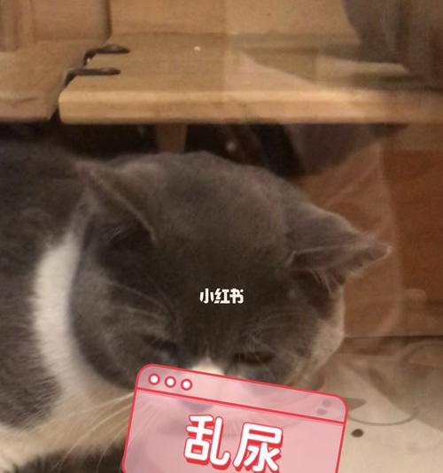 猫咪乱尿，这款喷雾让你轻松解决（全方位解析）