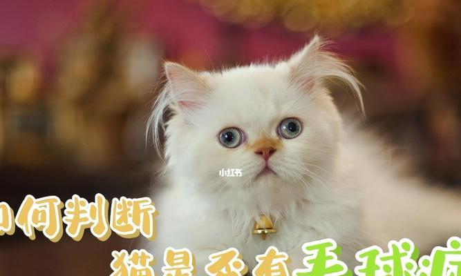 猫咪毛球症不吃饭的解决方法（宠物护理中的重要问题及应对技巧）