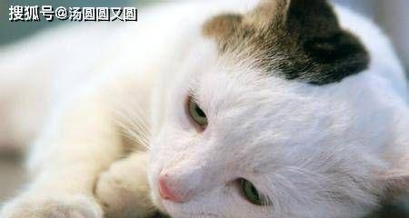 如何应对猫咪毛球症（预防）