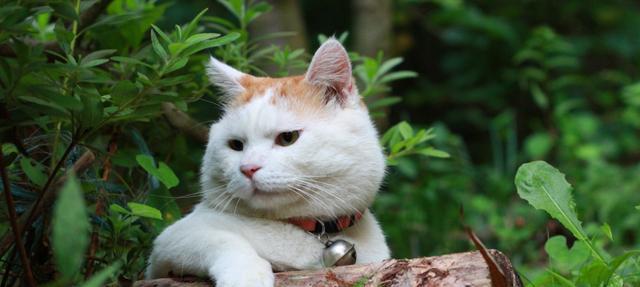 猫咪每天吃蛋黄好吗（探讨猫咪饮食健康的秘诀）