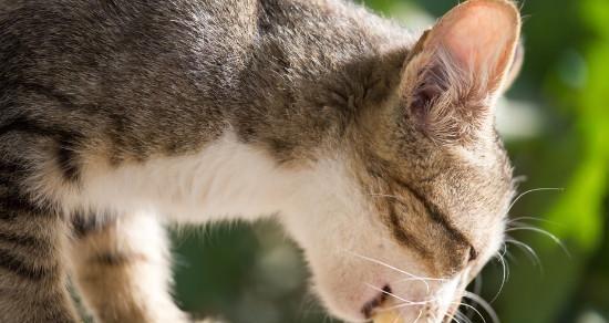 猫咪能否享用带鱼佳肴（带鱼的食用效益与猫咪饮食健康的关系）