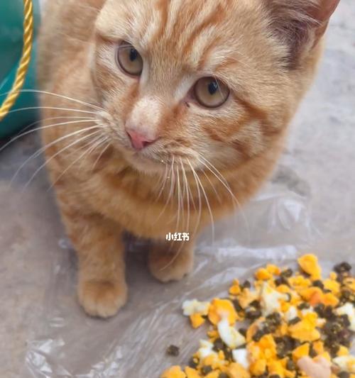 猫咪可以吃鸡蛋吗（猫咪饮食的注意事项及常见问题解答）