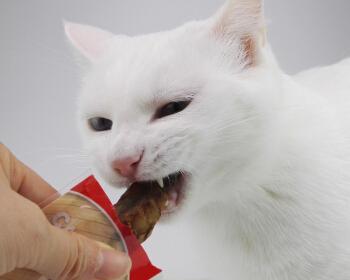 猫咪能否食用小鱼干（探究猫咪食用小鱼干的利与弊）