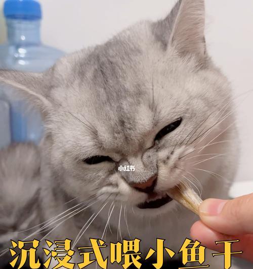 猫咪能否食用小鱼干（探究猫咪食用小鱼干的利与弊）