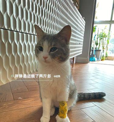 猫咪能否喝葡萄糖（探究猫咪饮食健康的小常识）